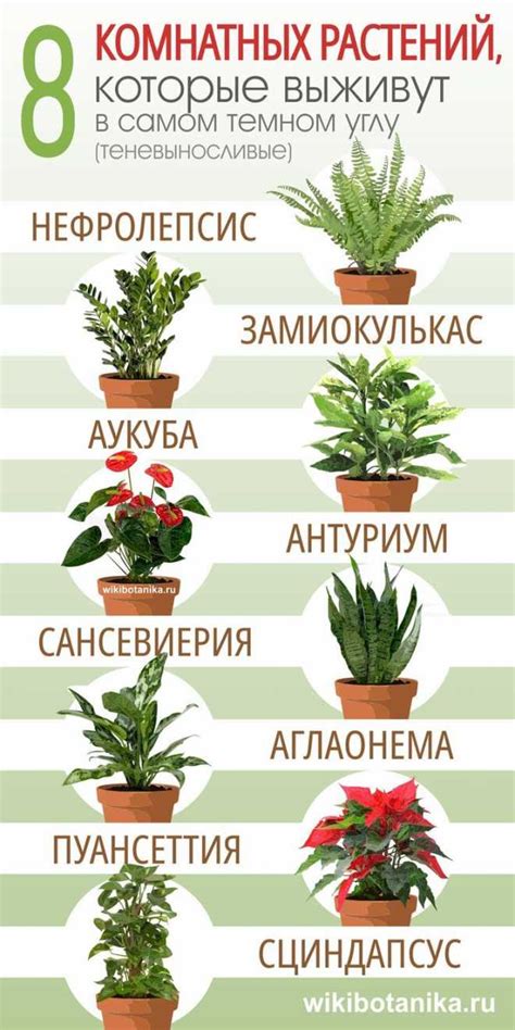 🌱 Самые теневыносливые и неприхотливые растения для северных окон ...