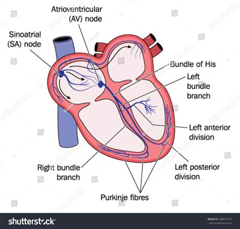 Conduction System Heart Showing Sa Av Stock Vector 228014470 - Shutterstock