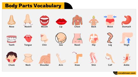 Human Parts of Body Names with their Pictures