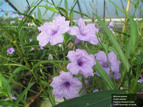 Invasion of the Landscape Snatchers: Mexican Petunia (Ruellia simplex)