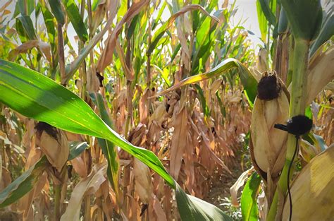 Image result for Cape Rustling Sound Effect