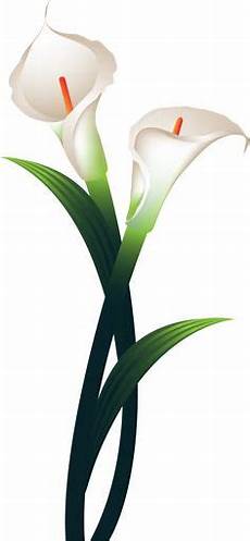 Calla Clipart by The Best Free Flower Clipart Images From Calla Clipart