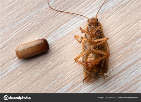 Cockroach Nymph
