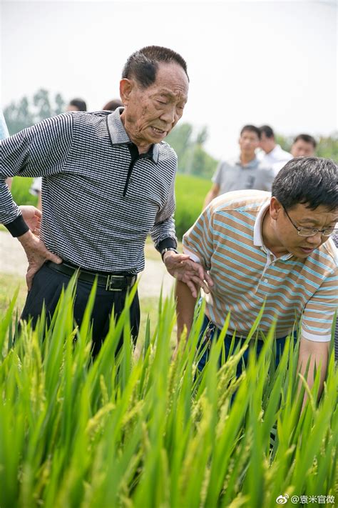 海水稻研发成功，袁隆平让2.8亿亩盐碱地变良田！__财经头条