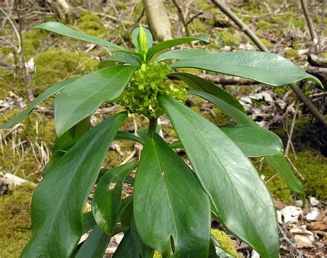 Killer Plants Photo Essay – Ramanisblog