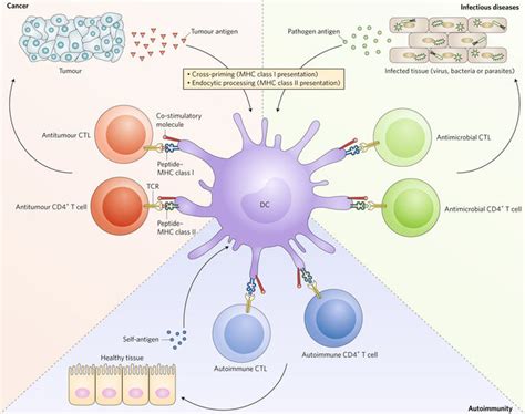 确定T细胞特异性：理解和治疗疾病 - 美格生物