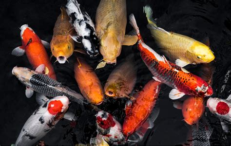 Know about the predicted El Niño Effects on Earth in 2024: