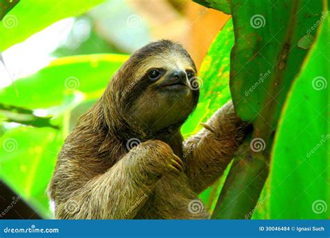 Sloth in Puerto Viejo, Costa Rica Stock Photo - Image of hairy, amazon ...