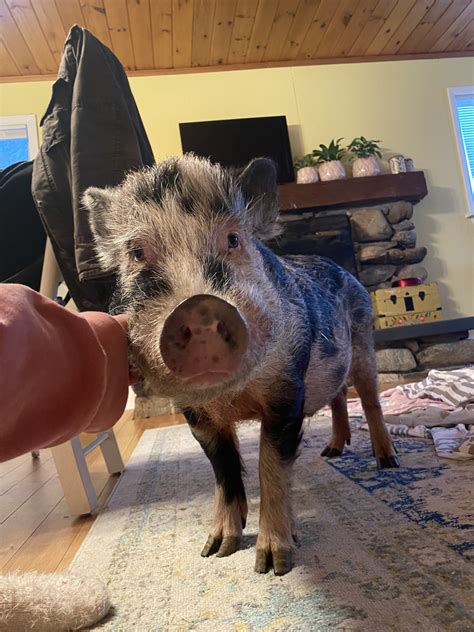 Meet the Animals - Sleepy Pig Farm