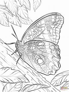 ausmalbilder schmetterling ausdrucken ausmalbilder schmetterling malvorlagen kostenlos zum ausmalbilder schmetterling ausdrucken ausmalbilder schmetterling malvorlagen kostenlos zum