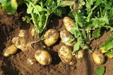 土豆什么时候可以收获 | 农人网