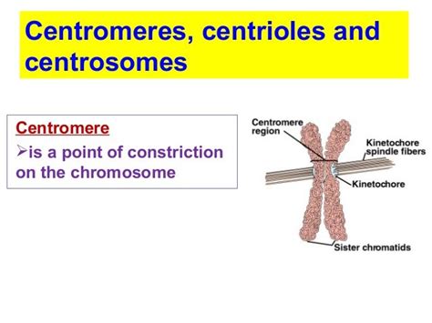 BIOLOGY FORM 4 CHAPTER 5 PART 1 - MITOSIS - ONLINE TUITION