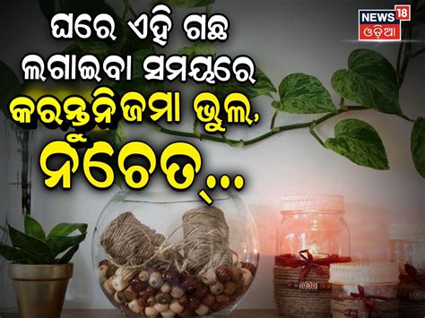 Vastu Tips: ଭୁଲରେ ବି ଘରେ ରଖନ୍ତୁନି ଏପରି ମନି ପ୍ଲାଣ୍ଟ; ହୋଇଯିବେ କାଙ୍ଗାଳ! Do ...