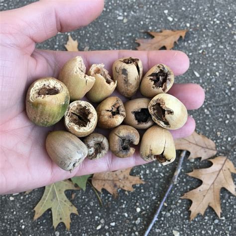 Can You Eat Acorns? Processing, Recipes & Safety Guide 2026