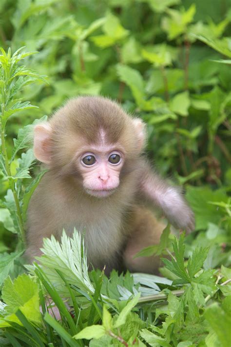 Cute Baby Monkeys | [+] CUTE BABY
