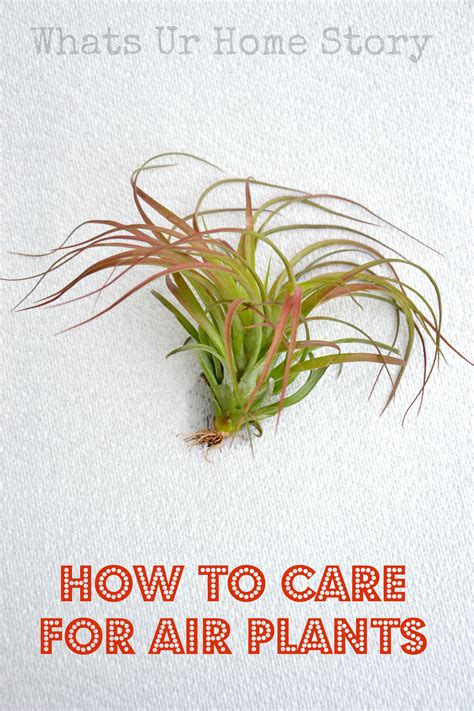 How To Take Care Of An Air Plant at Nicholas Warrior blog