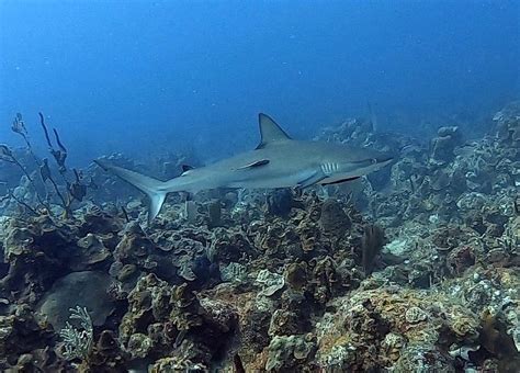 AQUA MARINE DIVE CENTER - All You Need to Know BEFORE You Go (with ...