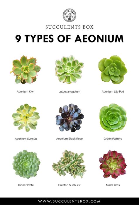 Different Types Of Succulents - 30 Types Of Succulents That Look Like ...