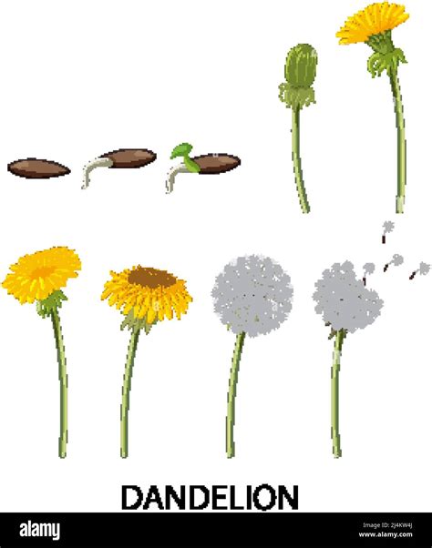 Set of dandelion life cycle illustration Stock Vector Image & Art - Alamy