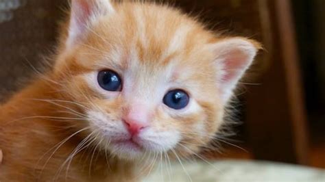 Image result for Cat Using Computer Meme