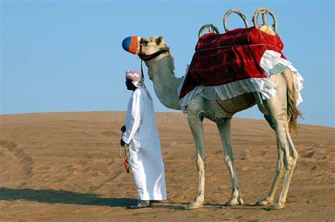 梦见骆驼还有其他动物和人 - 命理解梦