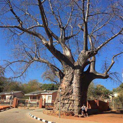 BOAB PRISON TREE - All You Need to Know BEFORE You Go 2026 (with Photos ...