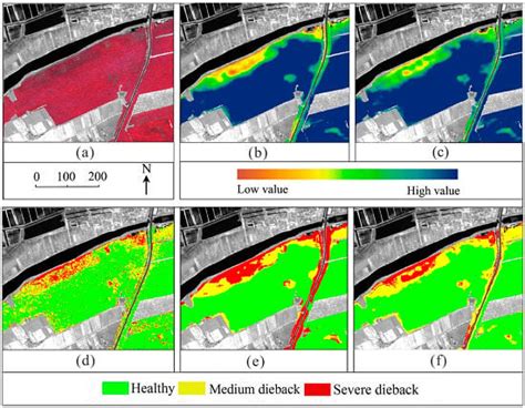 Mapping Robinia Pseudoacacia Forest Health Conditions by Using Combined ...