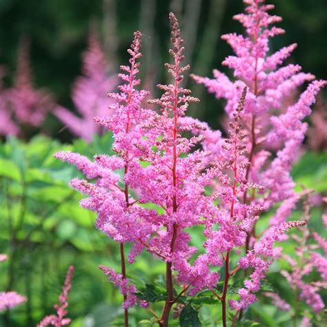 Buy false goatsbeard Astilbe 'Bressingham Beauty (x arendsii ...