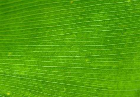 fractals | Green leaf background, Leaf background, Leaf texture