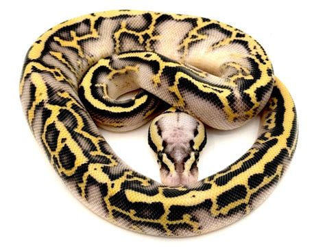 Image result for Leopard Freeway Ball Python
