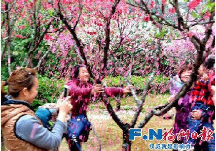 游客为拍照拼命摇树 称“花总是要落的”_海南频道_凤凰网