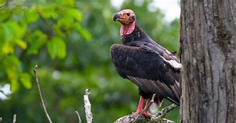 Image result for Human-Headed Animal