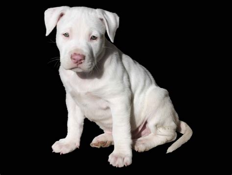 White Pitbull Puppy