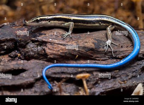 Emoia caeruleocauda, (Blue tailed skink) commonly known as the Pacific ...