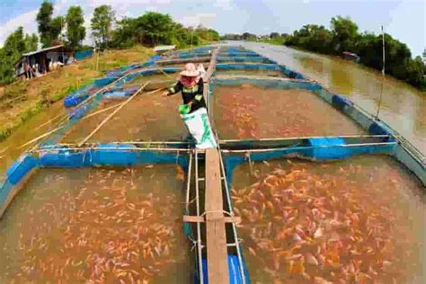 Fish Farming Methods 的图像结果