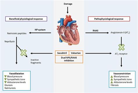 Bildergebnis für sacubitril nebenwirkungen