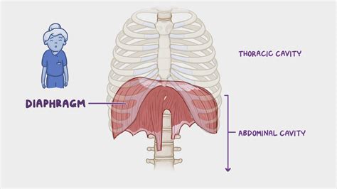 Video: Anatomy of the diaphragm | Osmosis