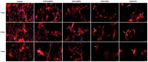 Insights into the Cytotoxicity and Irritant Potential of Chlorhexidine ...