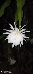 EROANVIA Brahma Kamal Plant Price in India - Buy EROANVIA Brahma Kamal ...