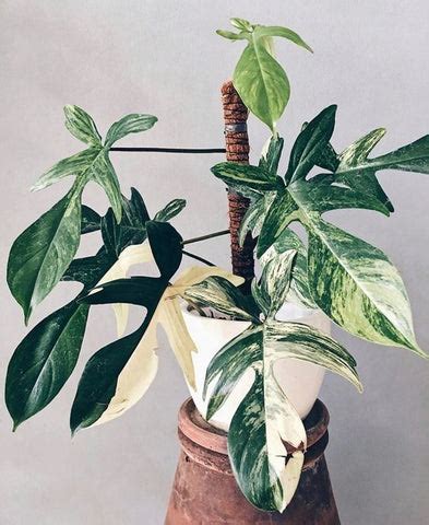 10 Hidden Gem Houseplants to Add to Your Collection – ChhajedGarden.com