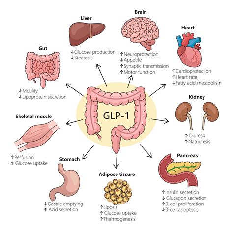 GLP-1 Formula