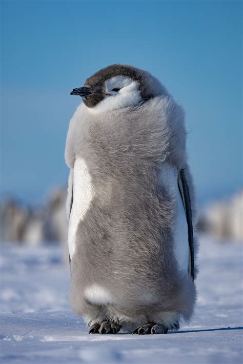 Emperor Penguins Baby