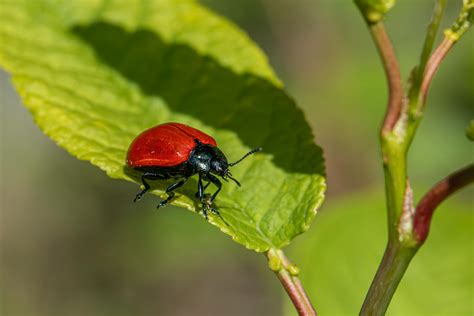 A red and black beetle sitting on a leaf · Free Stock Photo