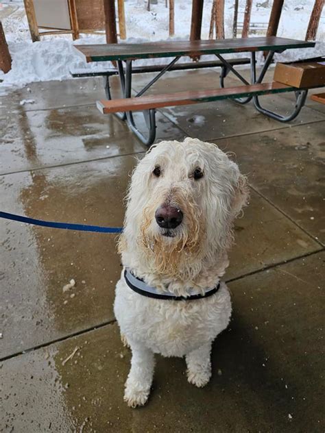 Impulse Control Exercises for Dogs 的图像结果