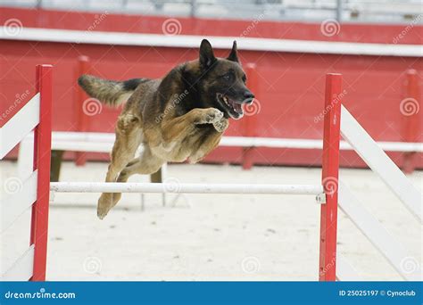 Jumping malinois stock image. Image of alertness, training - 25025197