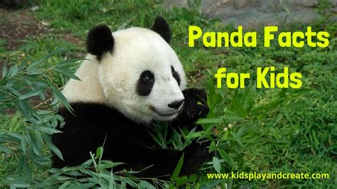 Giant Panda Facts for Kids 2022 - Kids Play and Create