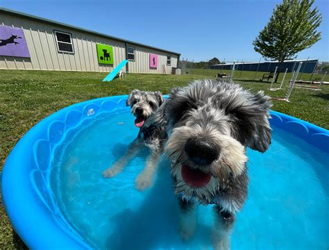 Pet-Friendly Landscaping: 6 Creative Yard Ideas for Your Dog