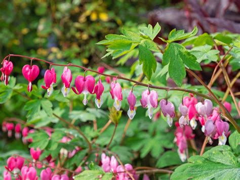 Bleeding Heart Plants