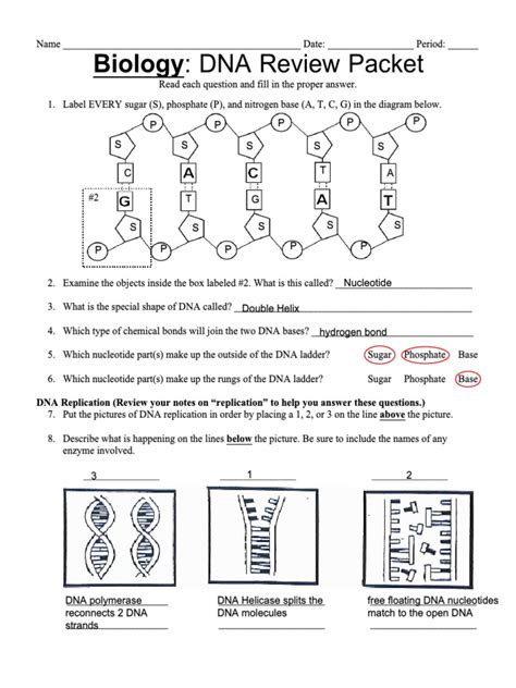 Biology DNA Worksheet 的图像结果