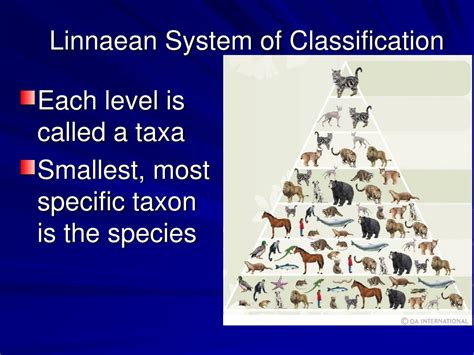 Classification Systems 的图像结果
